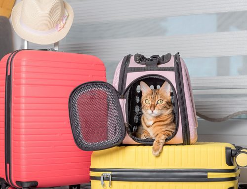 Worry-Free Wanderlust: Don’t Forget your Pet When Making Your Vacation Plans